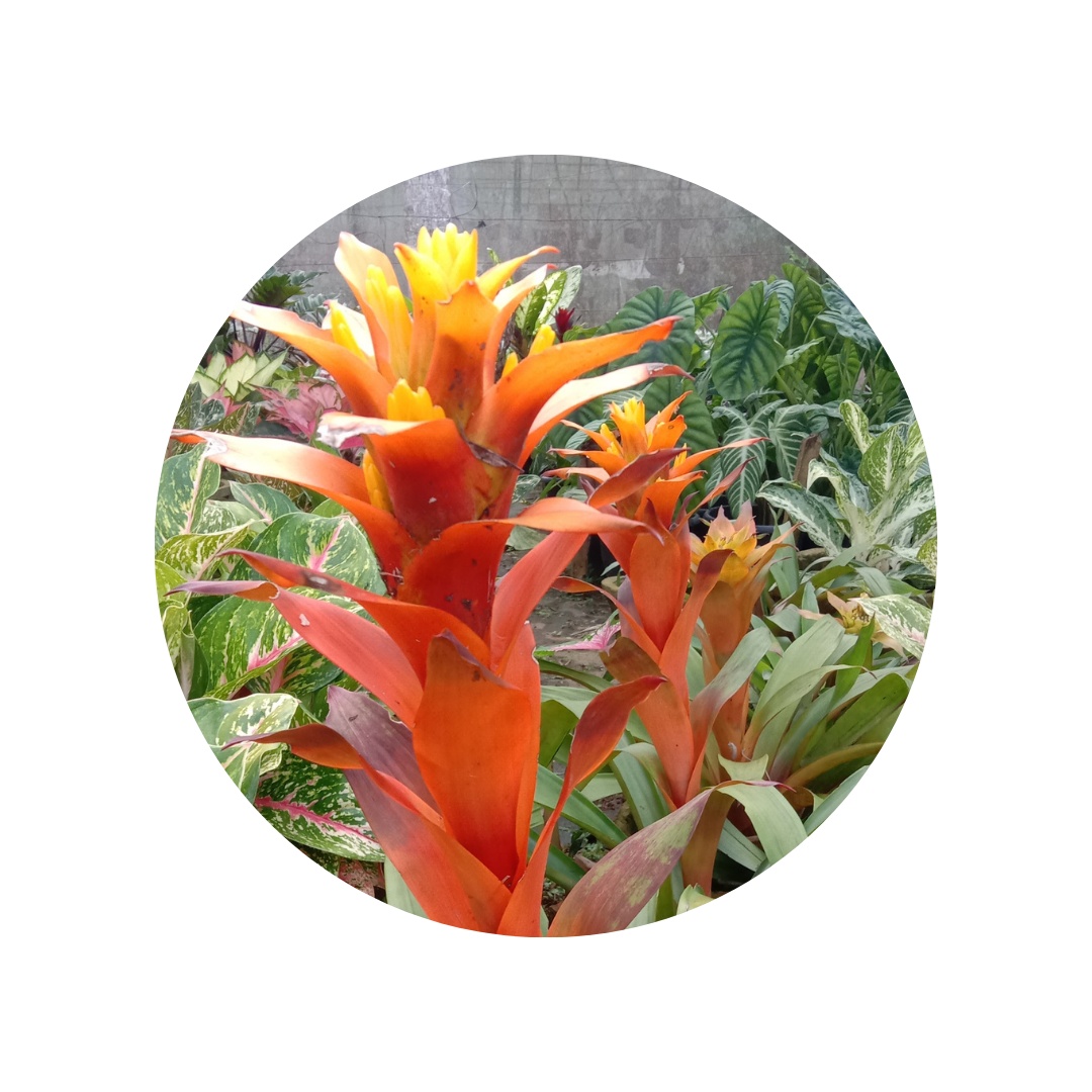 Bromeliad