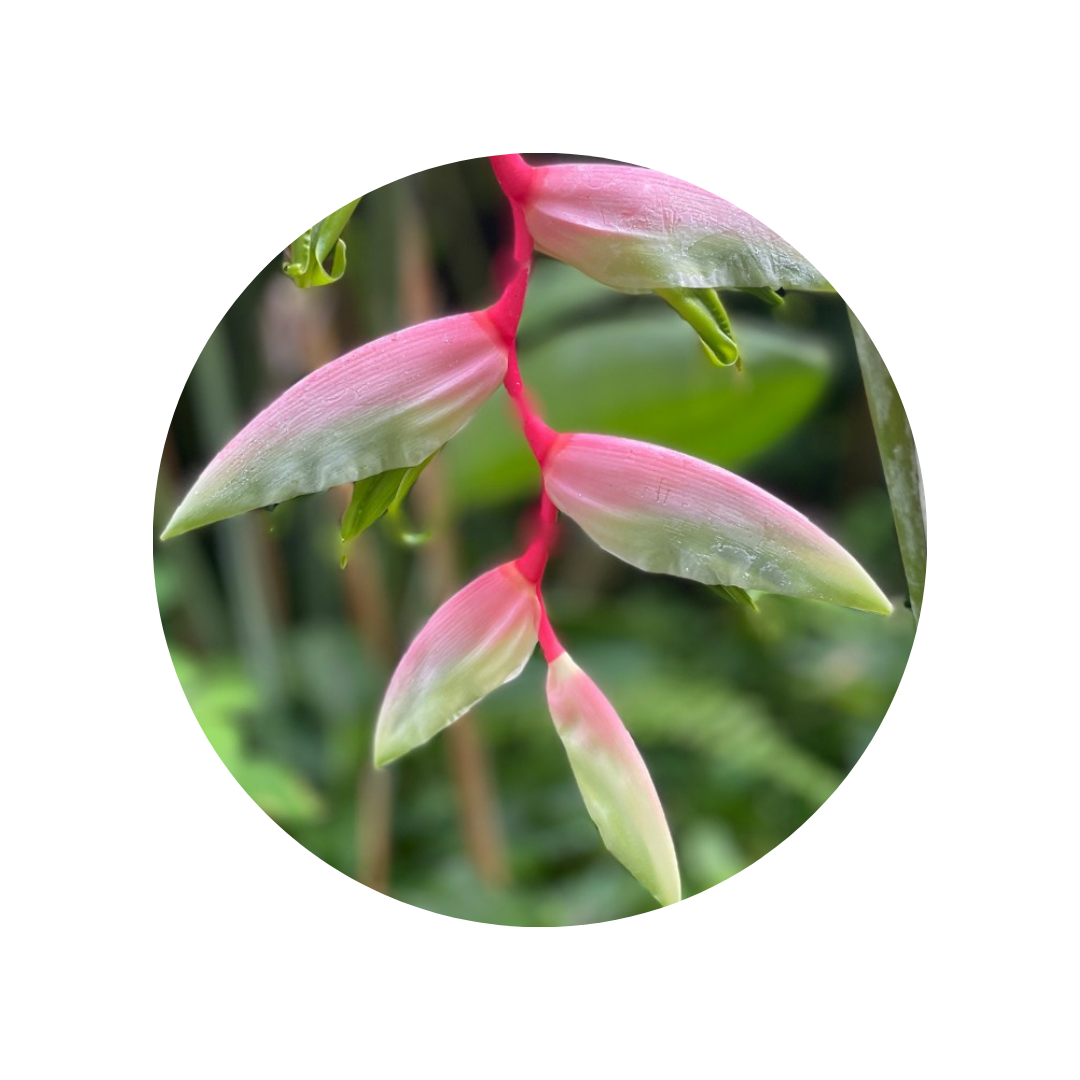 Heliconia