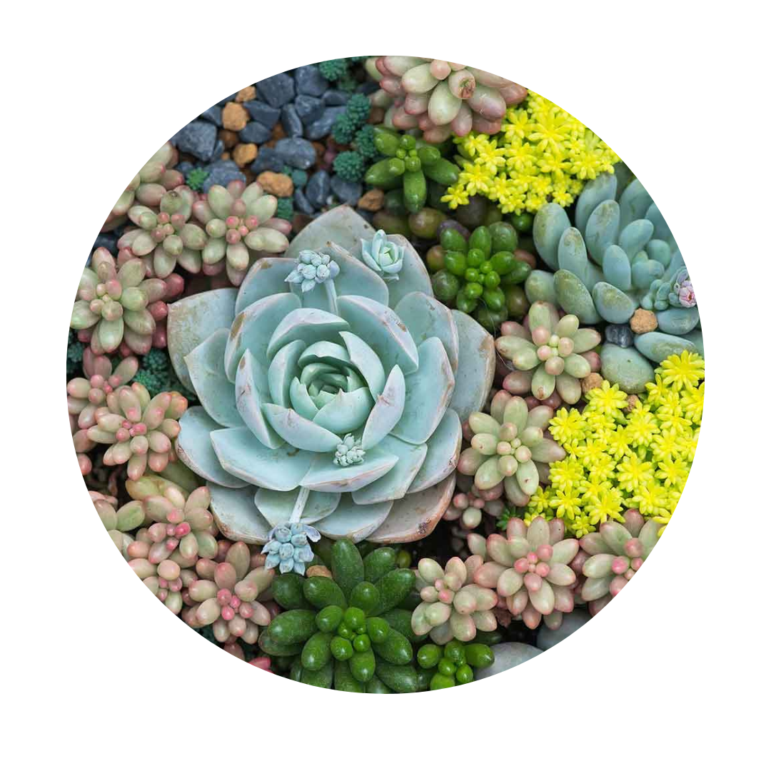 succulents