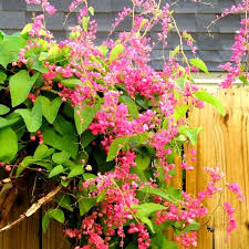 mexican creeper (Antigonon leptopus)