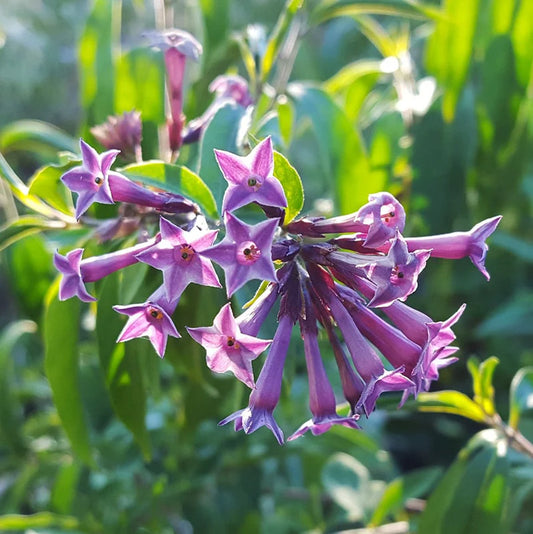 purple night jasmine