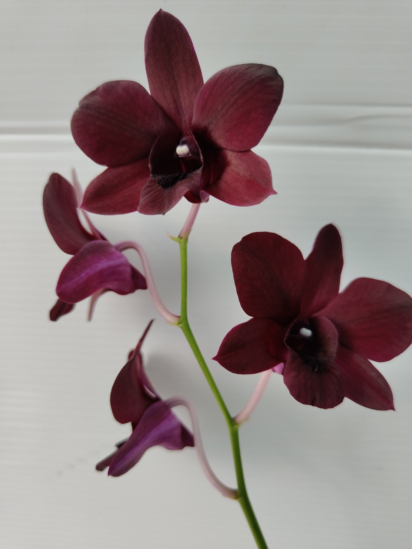 Orchid