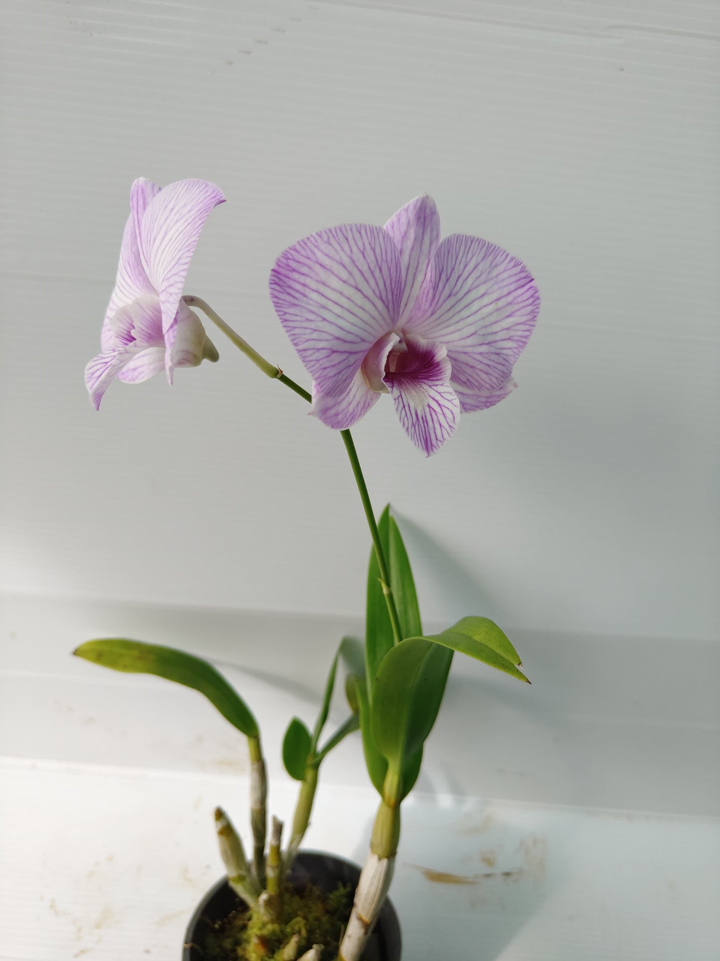 Orchid