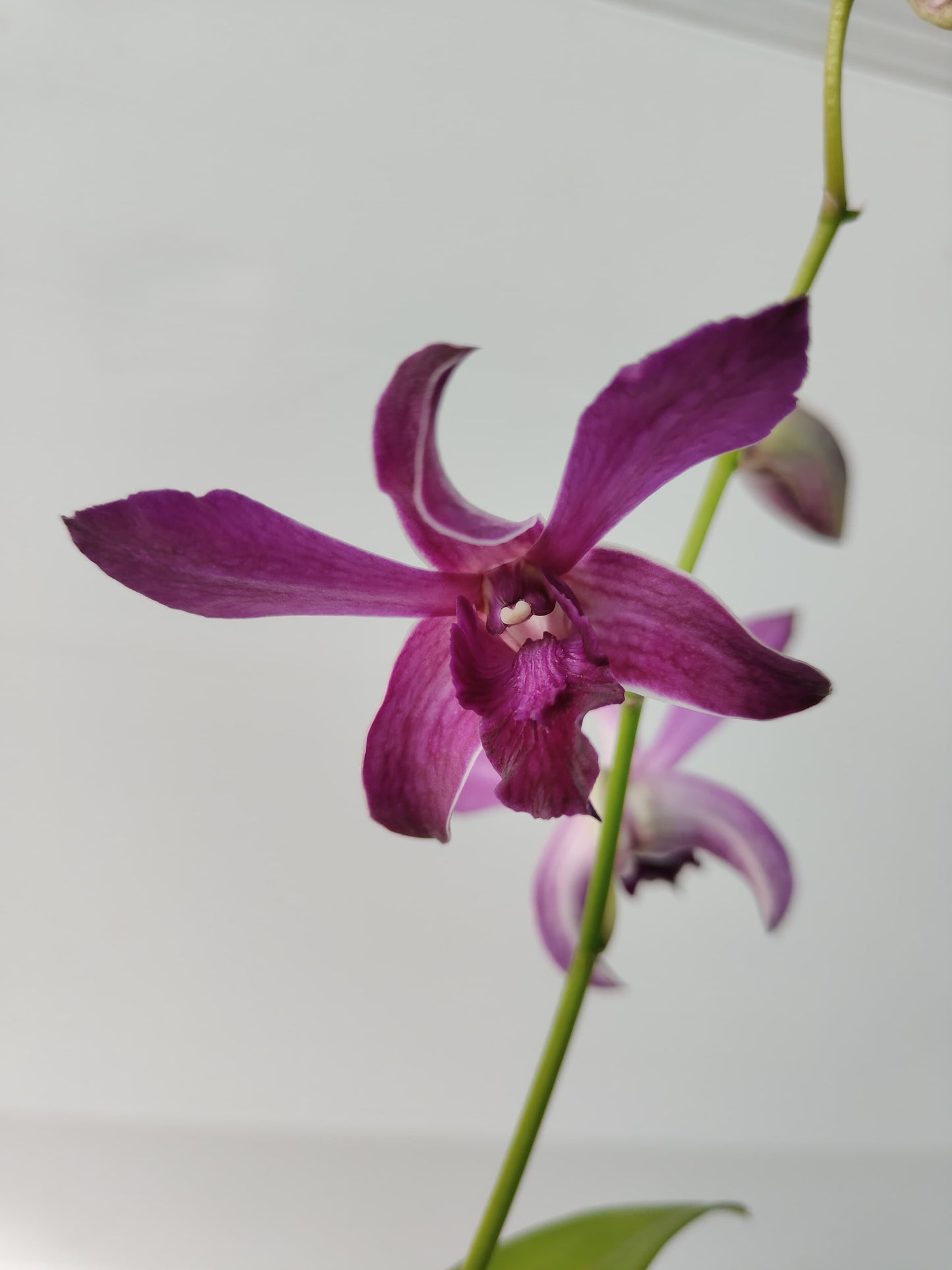 Orchid