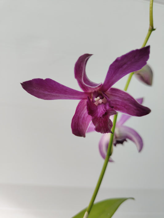 Orchid