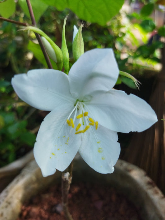 Bouhinia accuminata