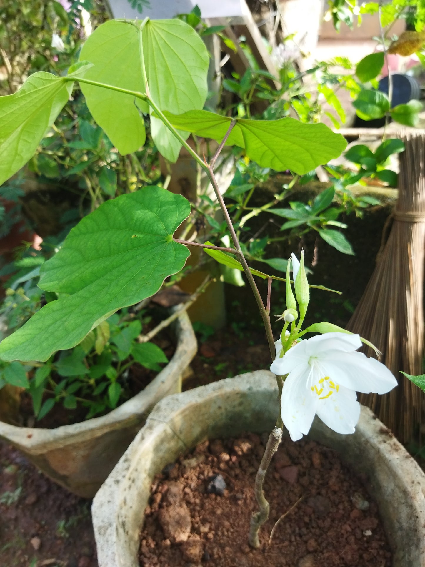 Bouhinia accuminata