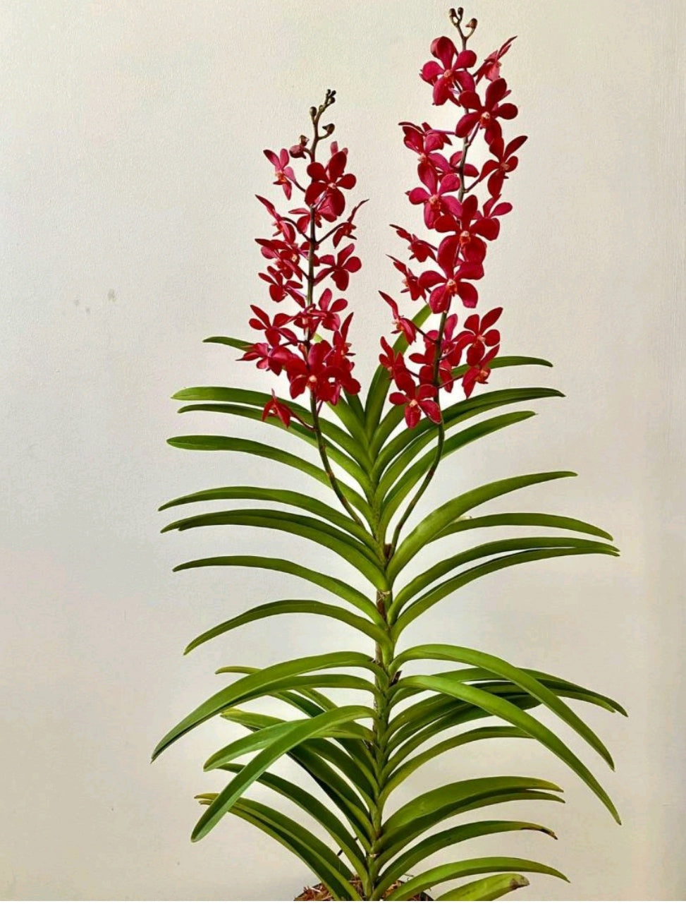 Anjooran orchid