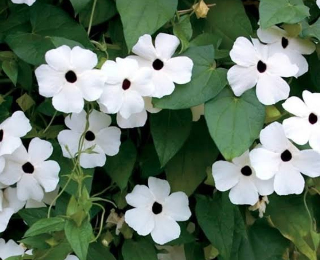 Black eyed susan (white flower)