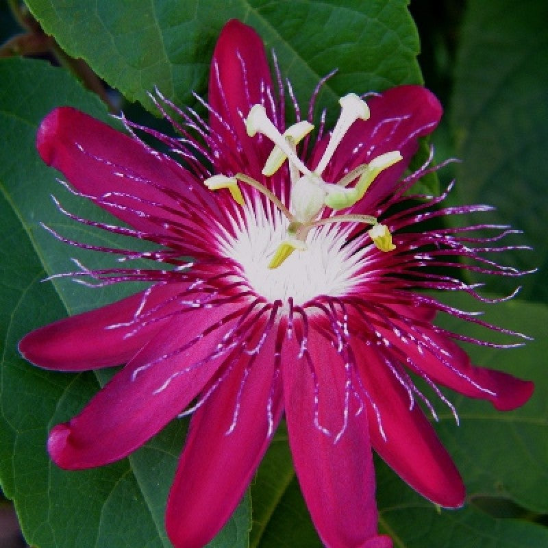 Passiflora purple