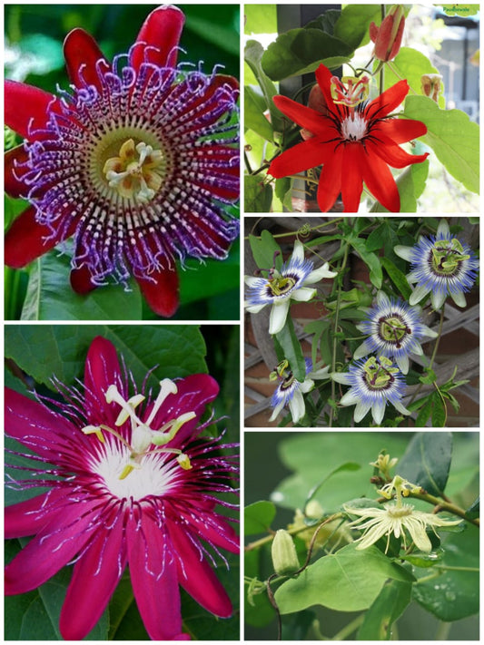 Passiflora combo