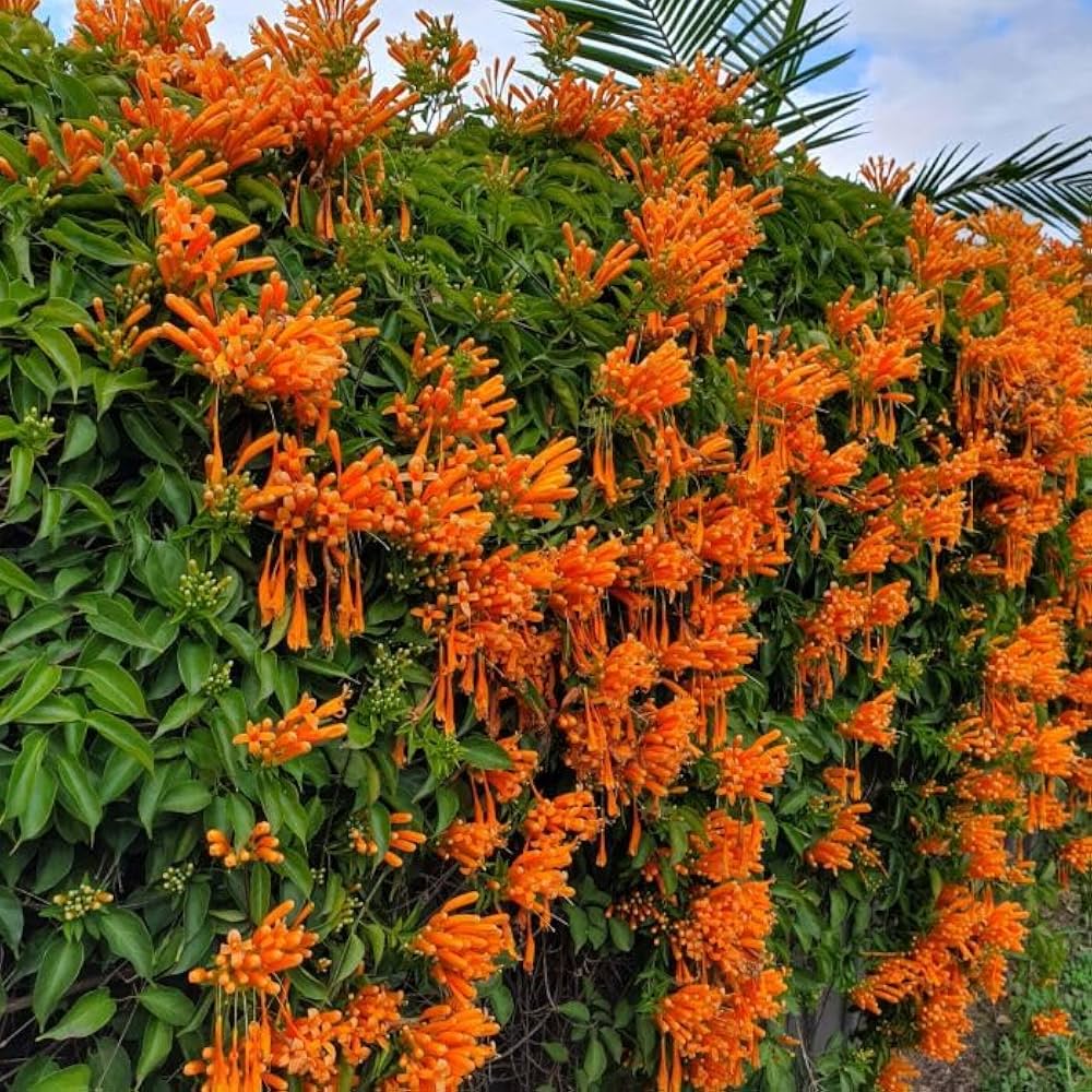 Orange trumpet vine