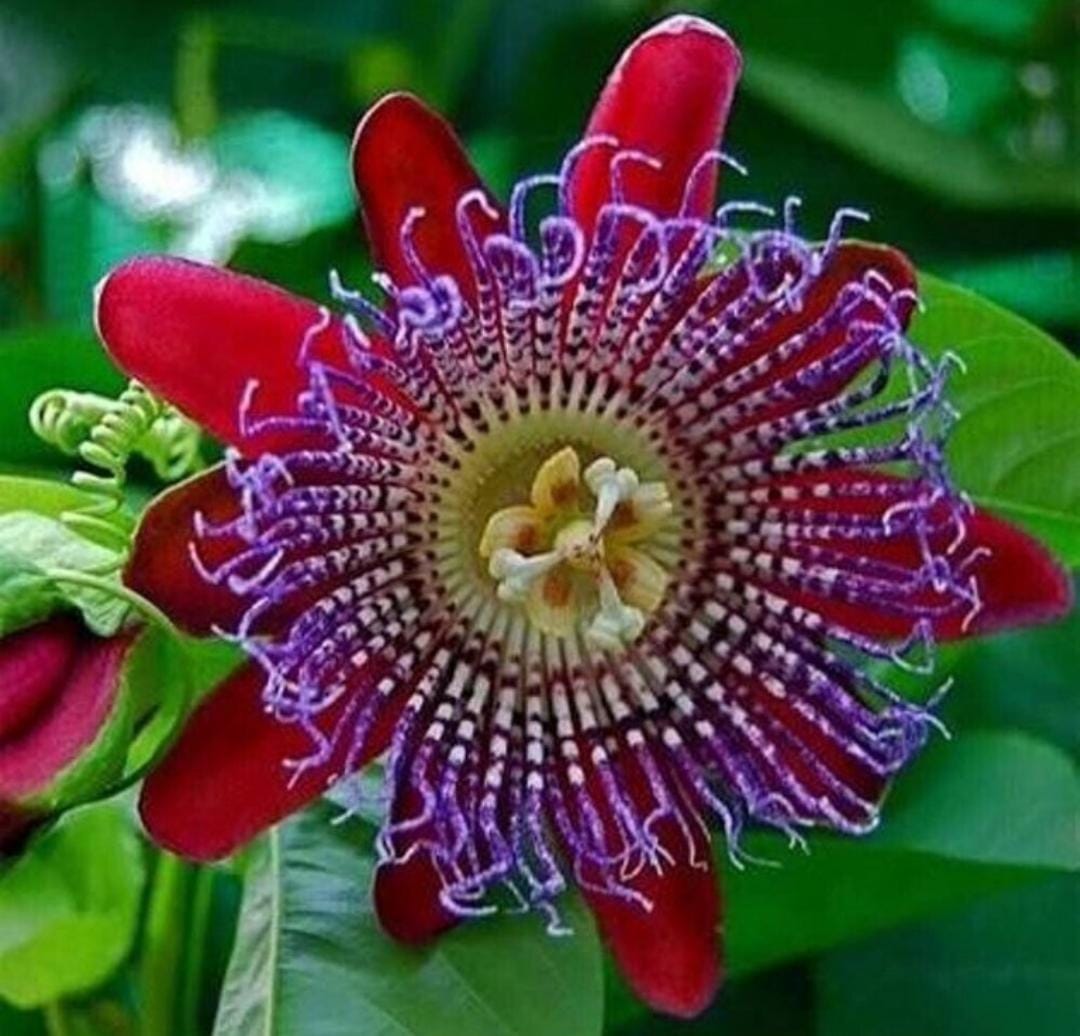 Passiflora red