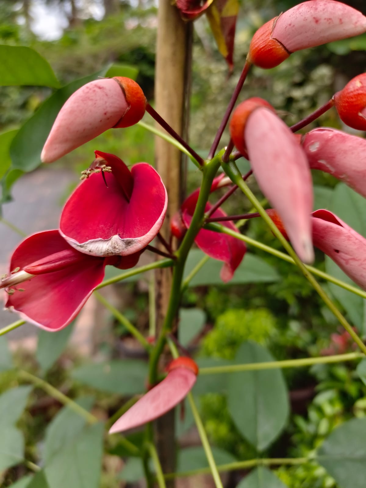 Erythrina chrystagalli