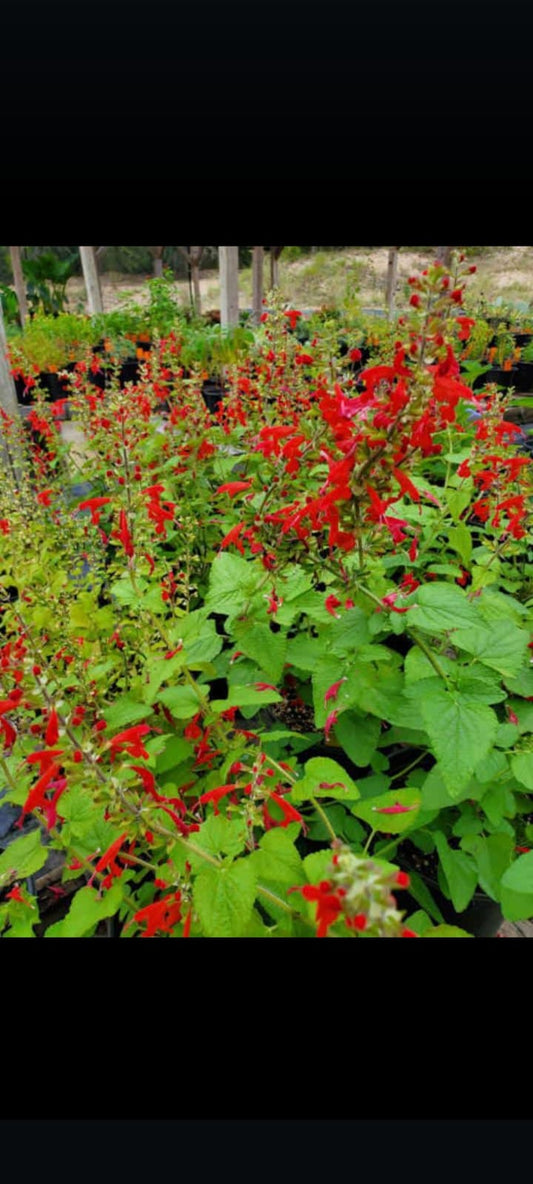 Red salvia