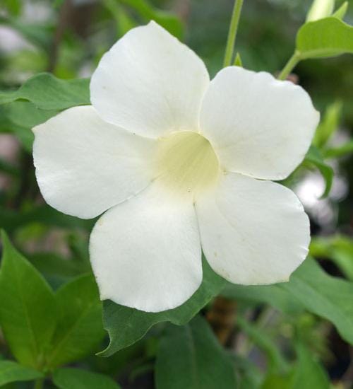 White alamanda