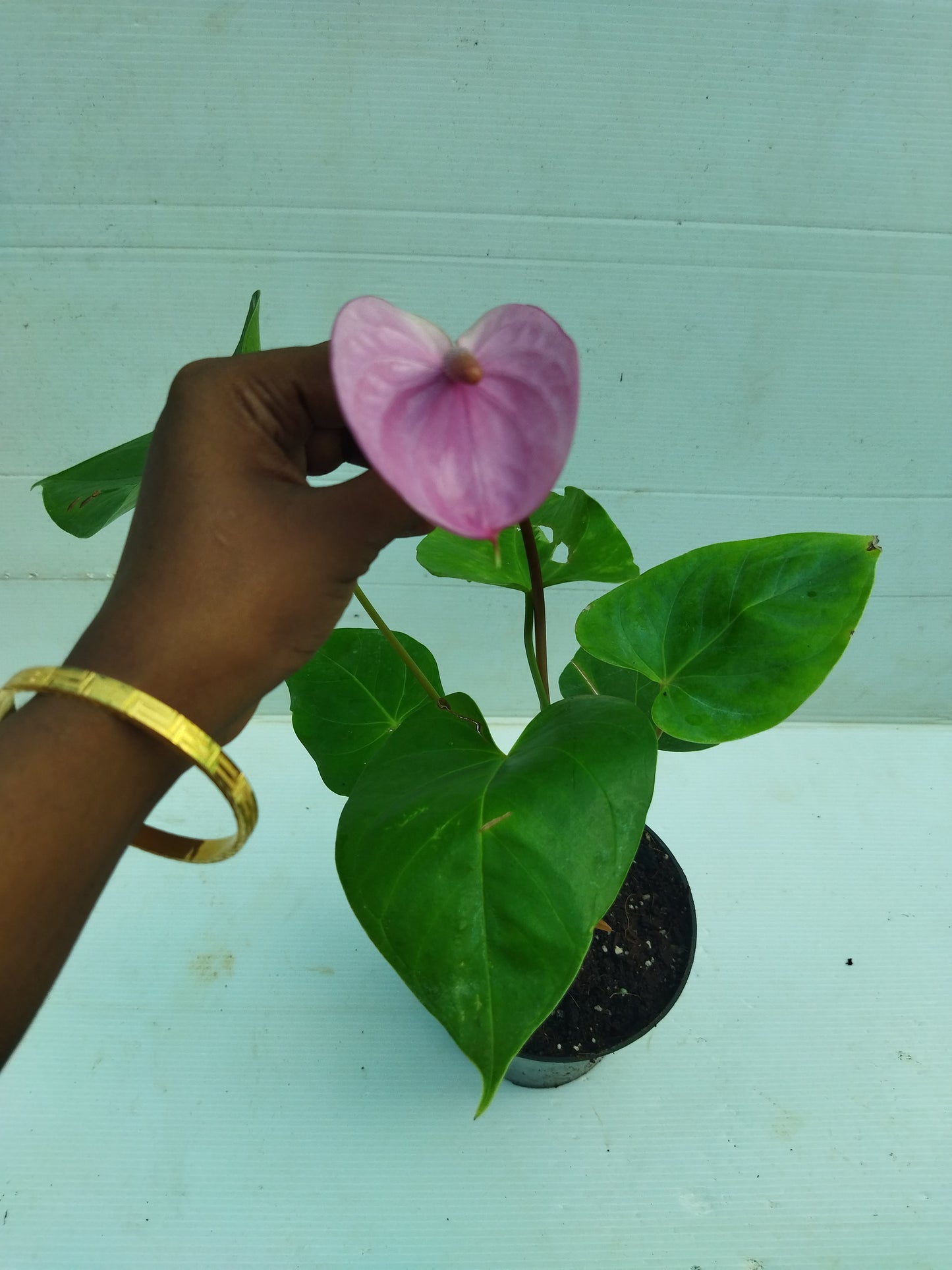 Anthurium