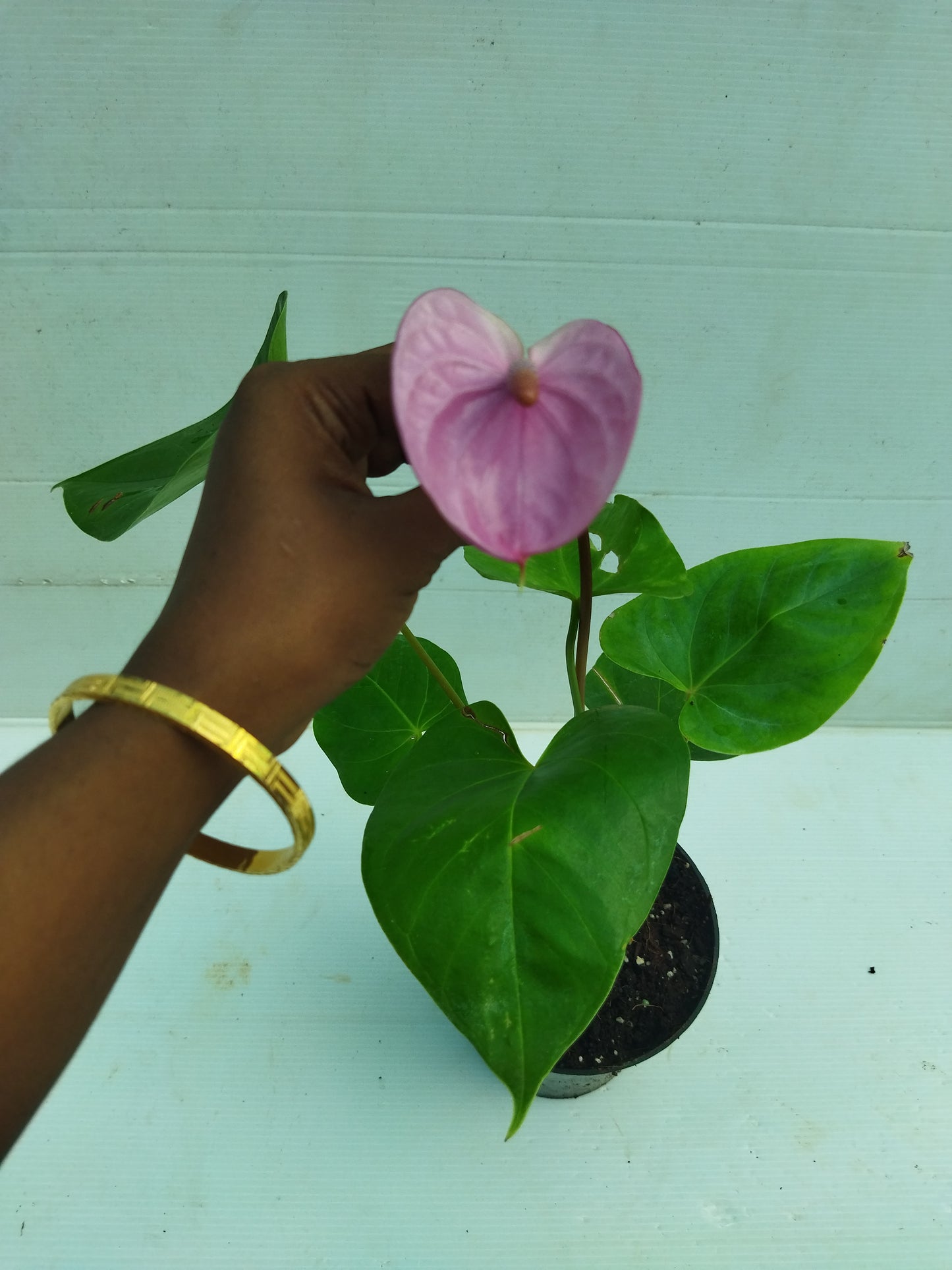 Anthurium