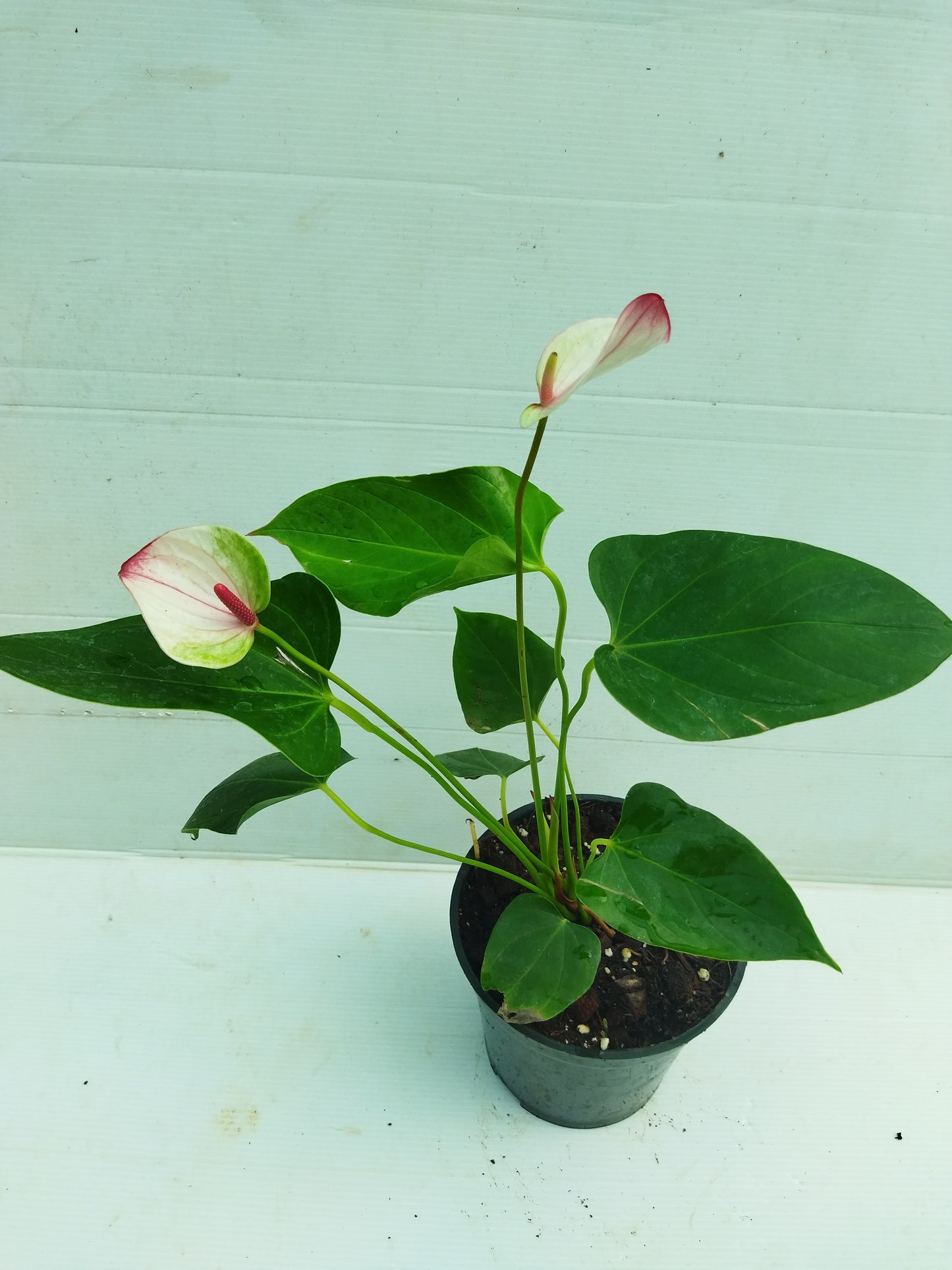 Anthurium