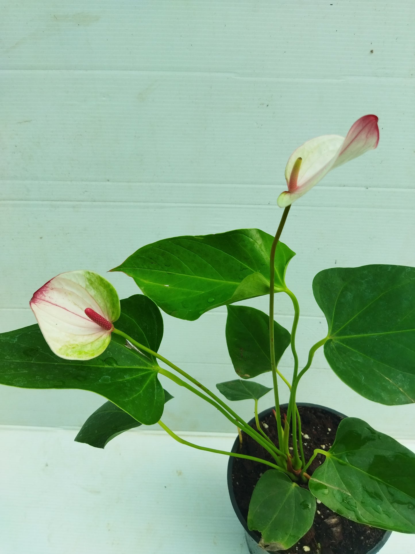 Anthurium