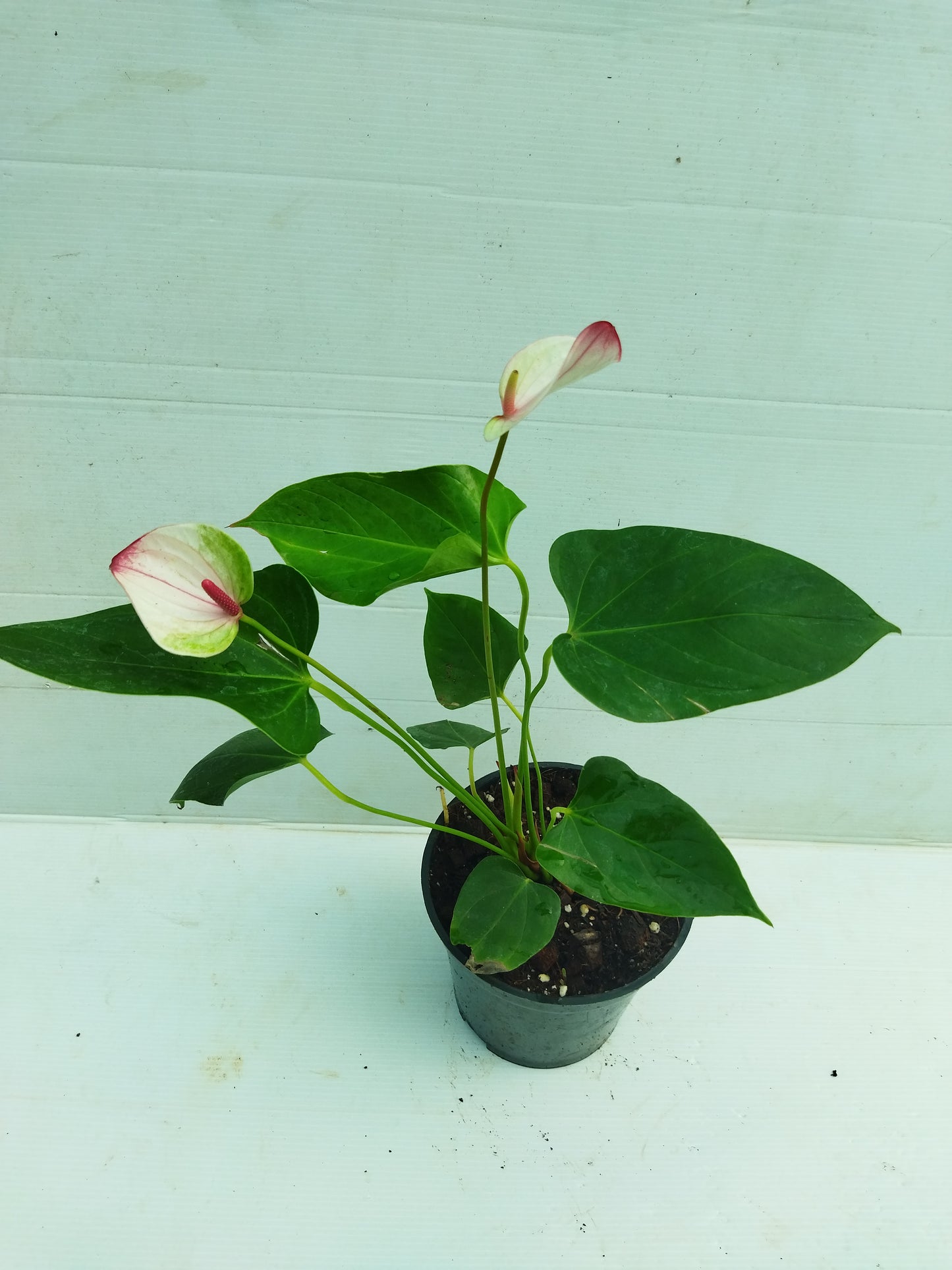 Anthurium