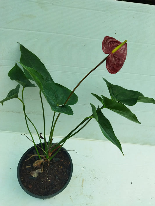 Anthurium