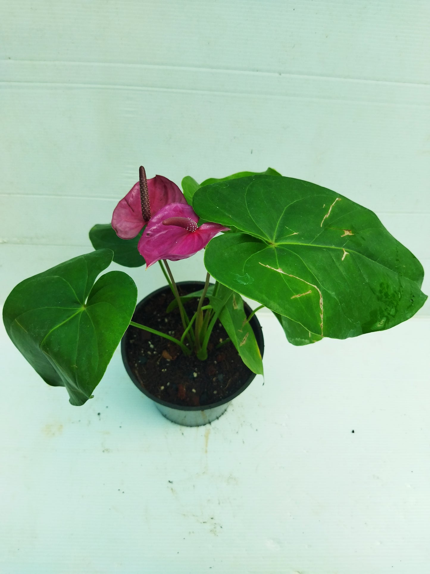 Anthurium