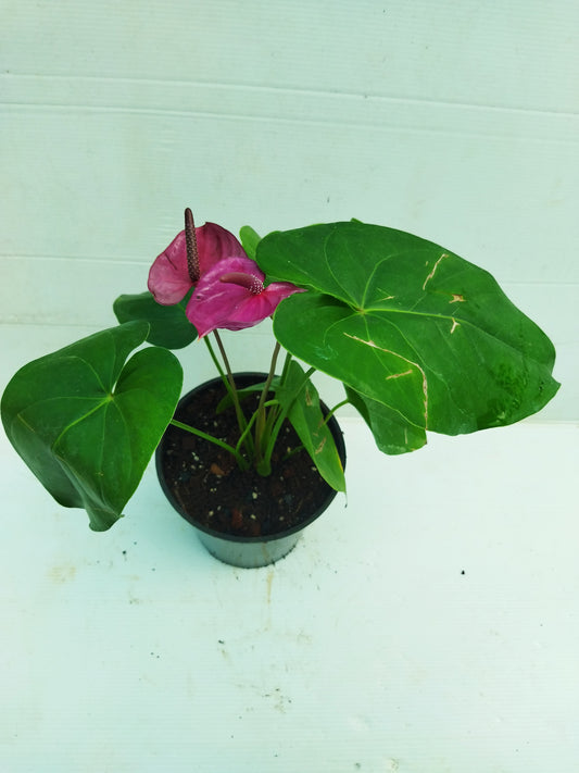 Anthurium