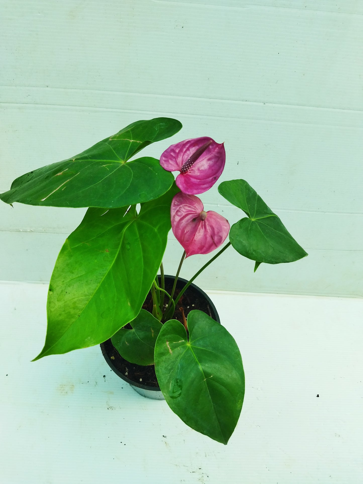 Anthurium