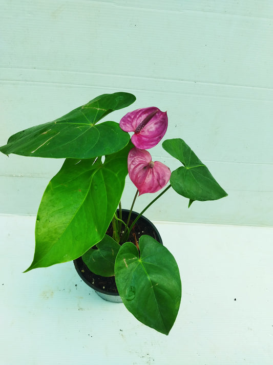 Anthurium