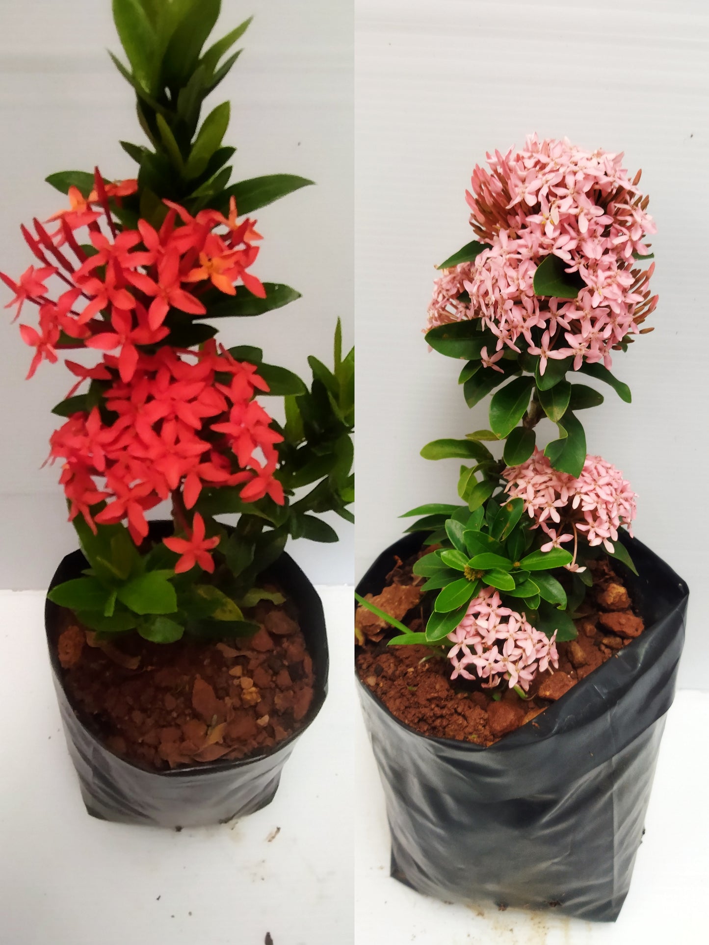 Ixora miniature combo