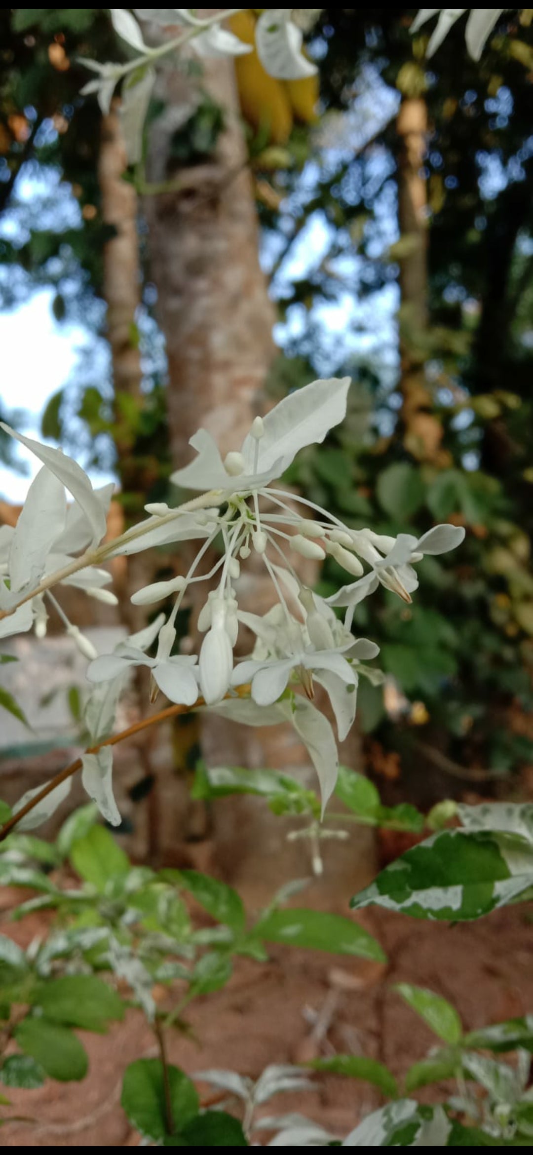 Water jasmine single petal