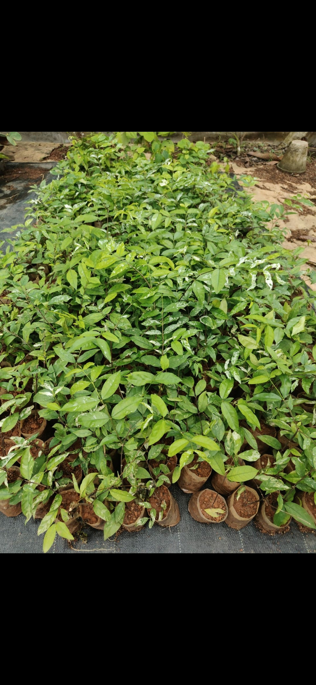 Water jasmine single petal