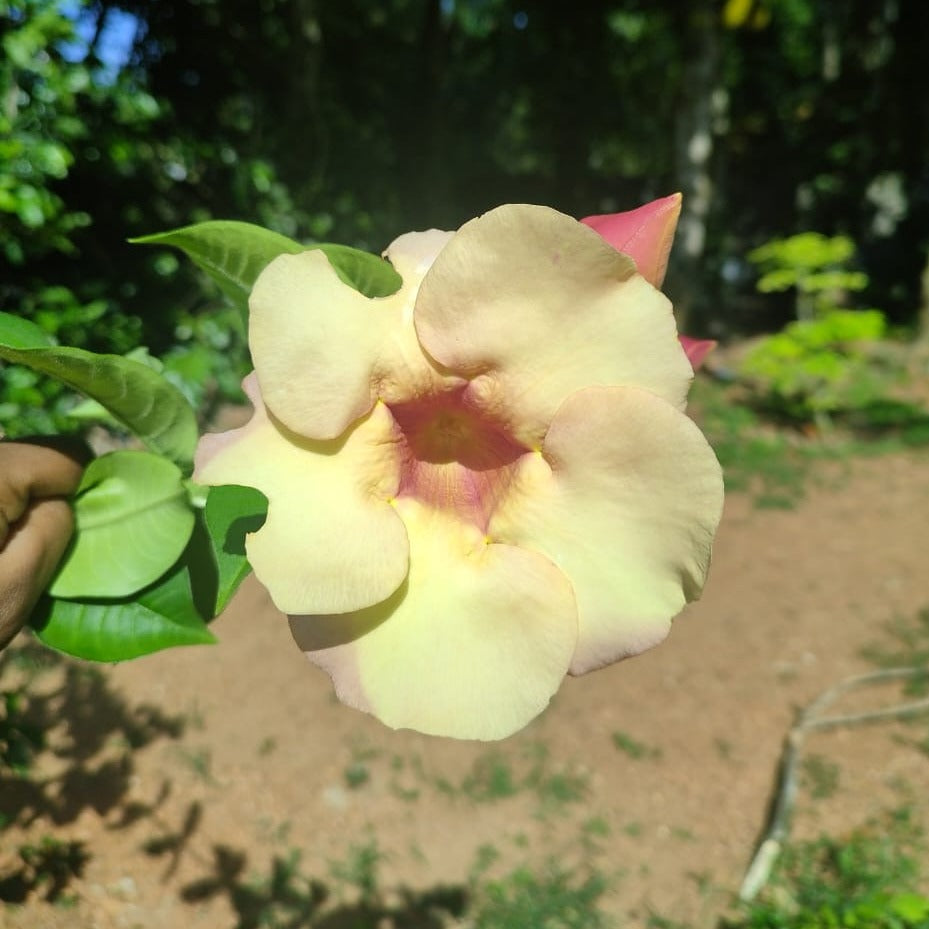 Alamanda