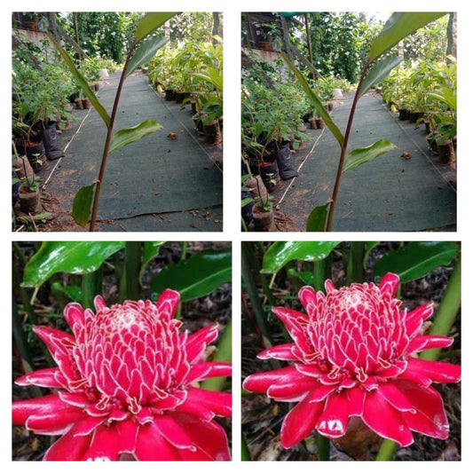 Torch ginger red (Etlingera elatior)