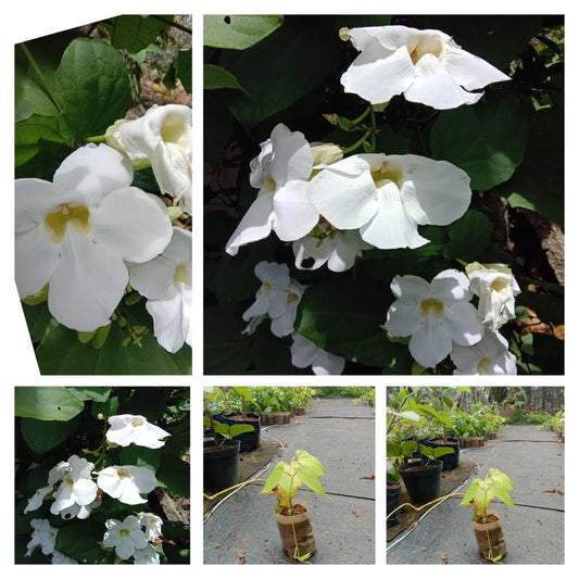 Thunbergia alba