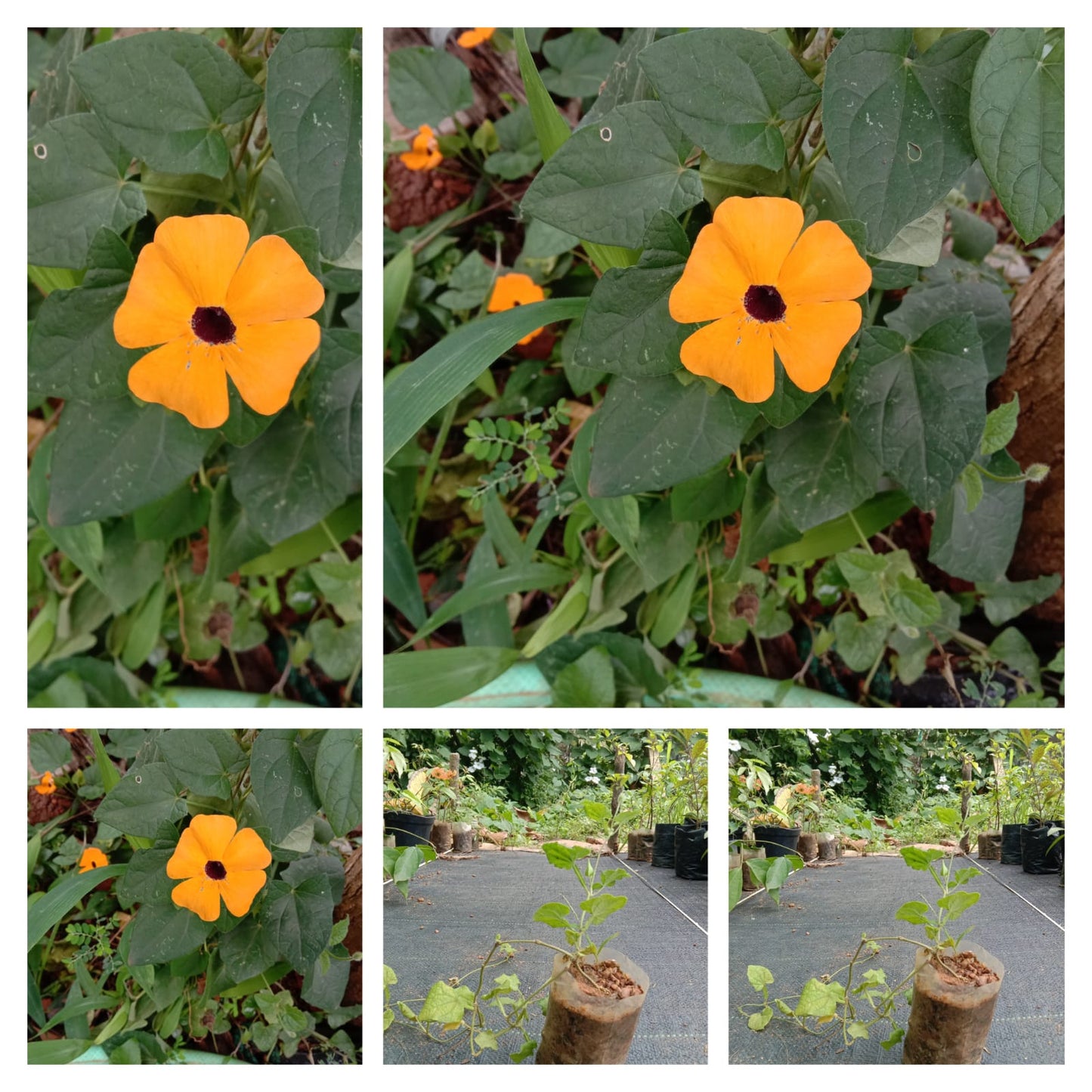 Black eyed Susan [ Thunbergia alata ]