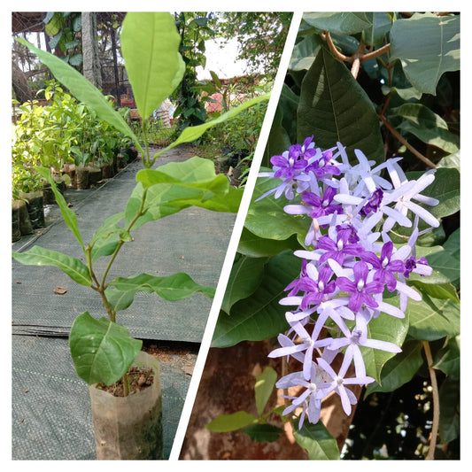 Petrea volubilis