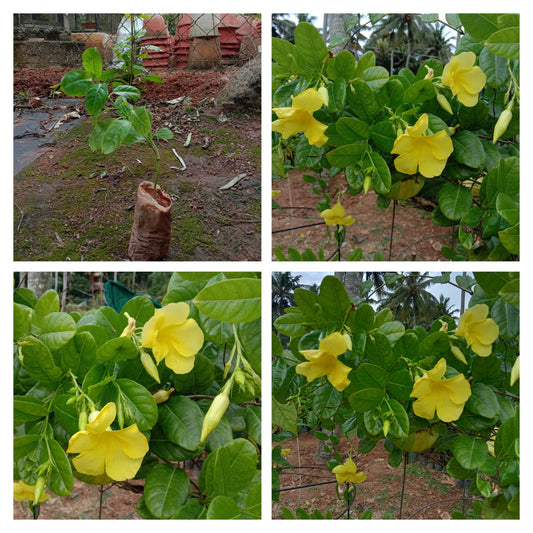 Mandevilla yellow