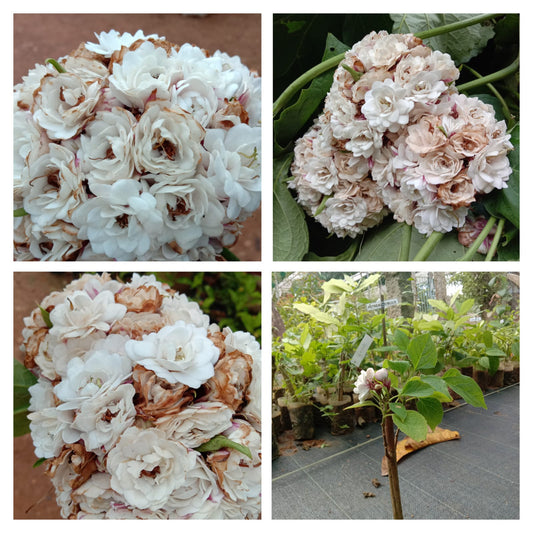 Clerodendrum Fragrans