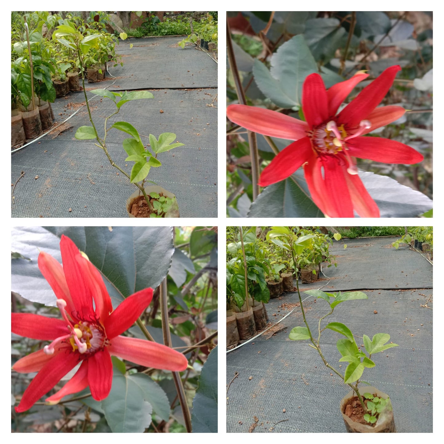 Passiflora red