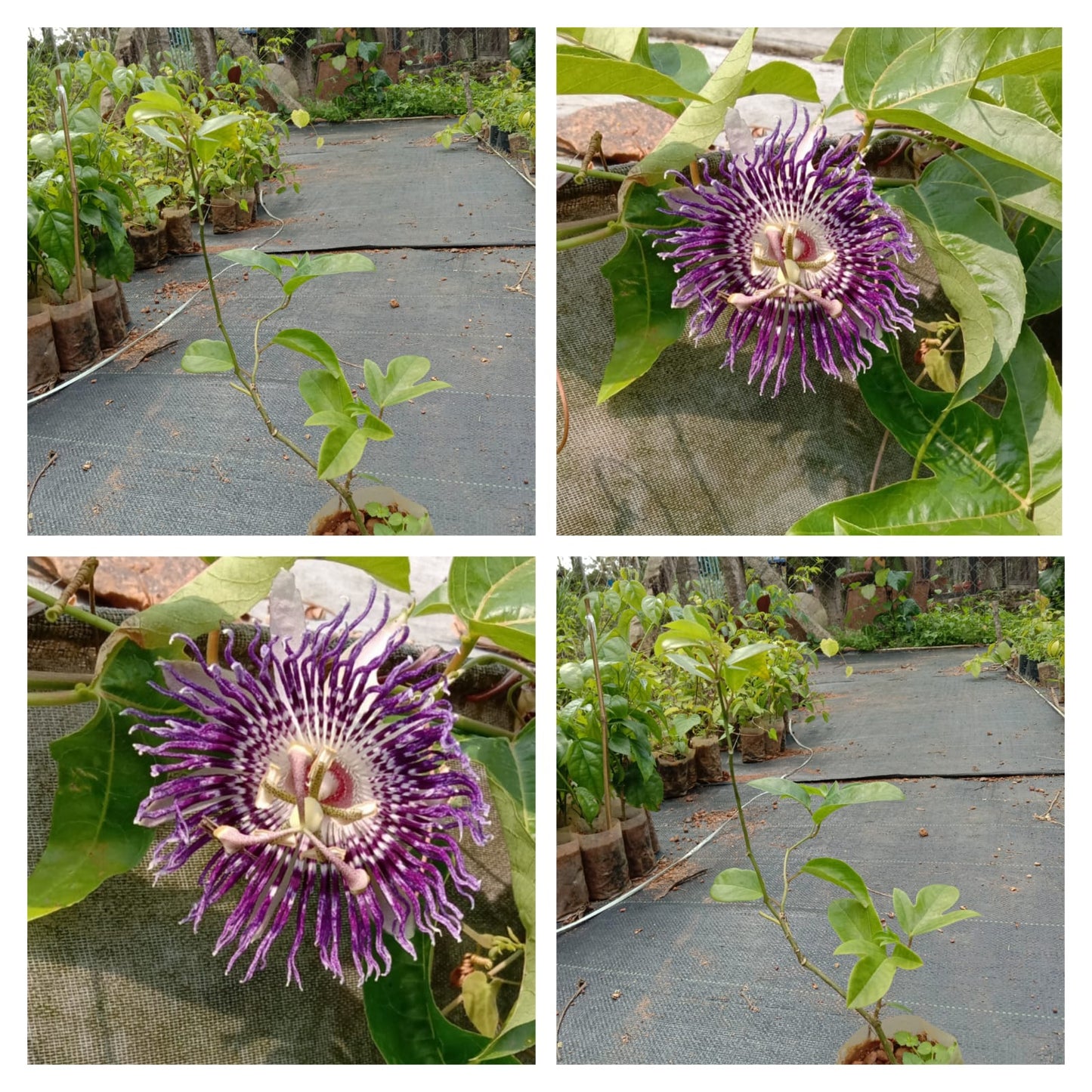 Passiflora violet