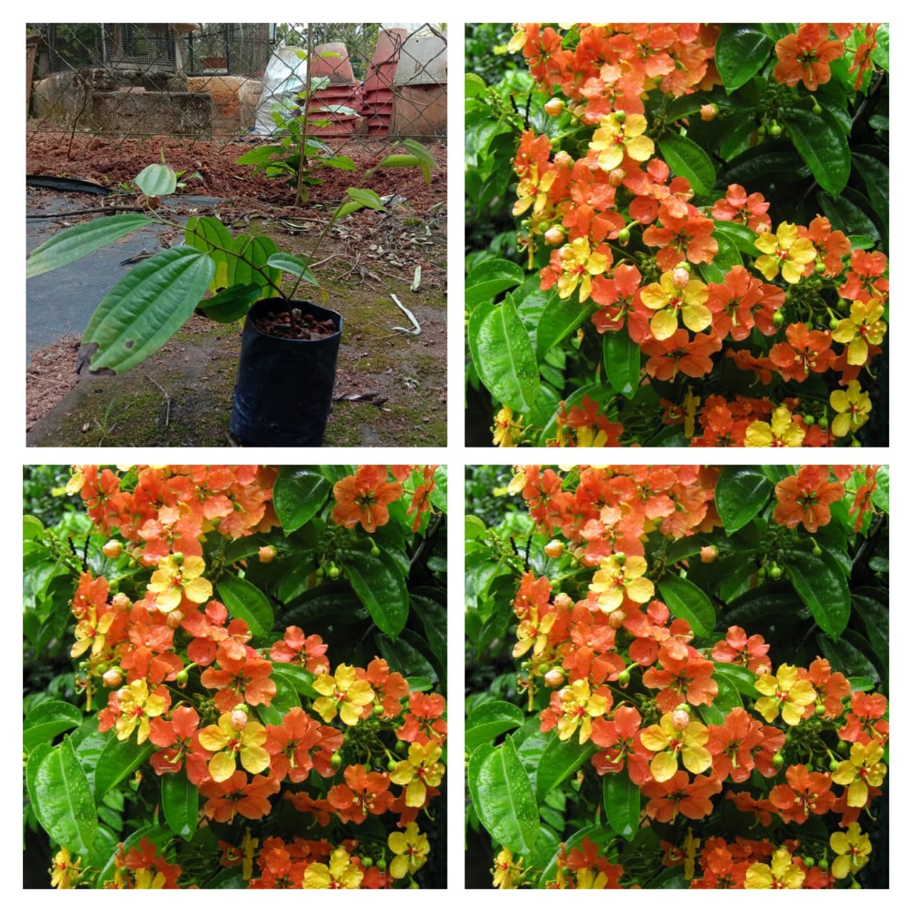 Bauhinia coccinea