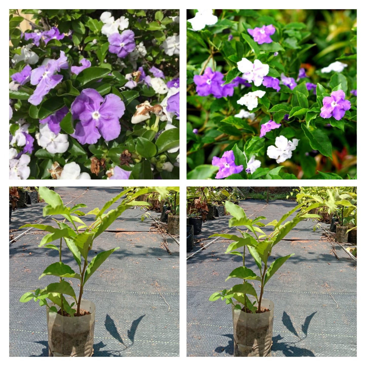 Yesterday today tomorrow ( Brunfelsia pauciflora )