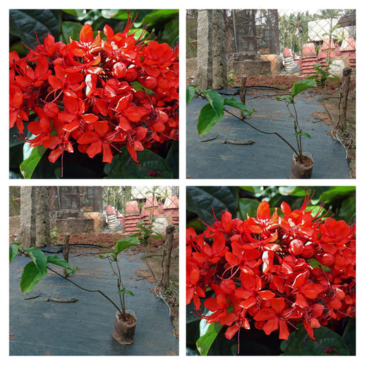 Flaming glorybower (Clerodendrum splendens)