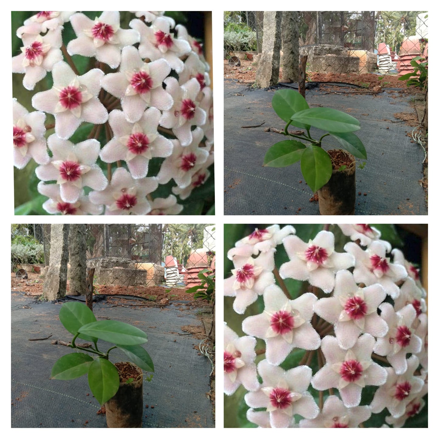 Hoya carnosa