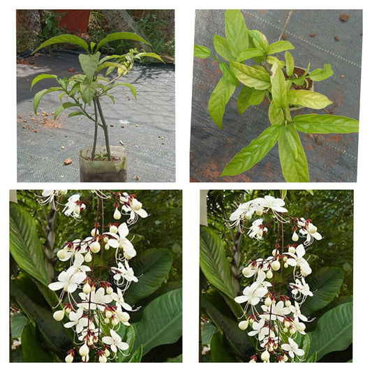 Clerodendrum wallichi