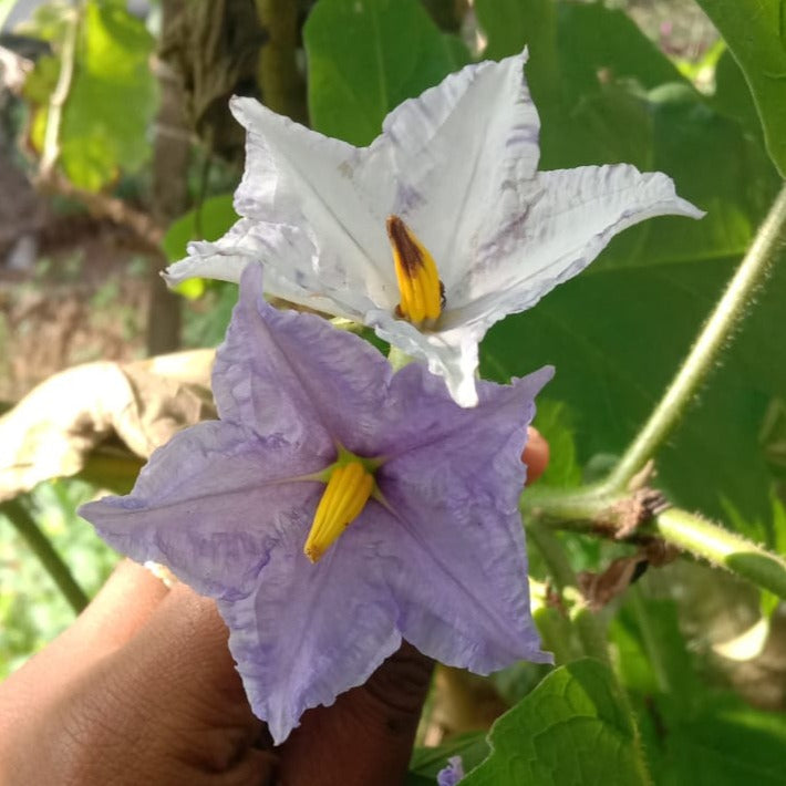 Brinjal tree