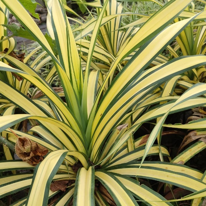 Pandanus veitchi