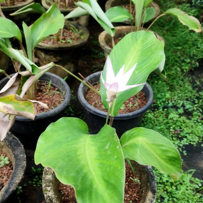 Calathea loeseneri